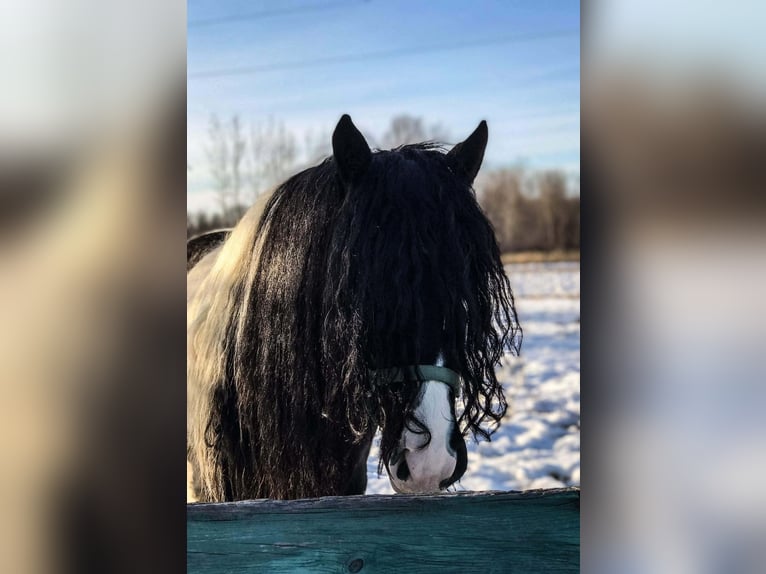 Tinker Ruin 10 Jaar 155 cm Gevlekt-paard in Howell