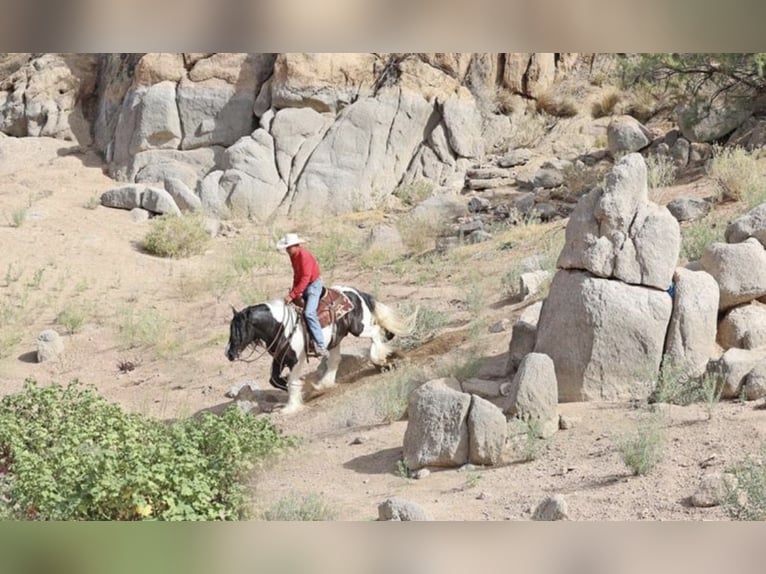 Tinker Ruin 10 Jaar 155 cm Gevlekt-paard in Howell