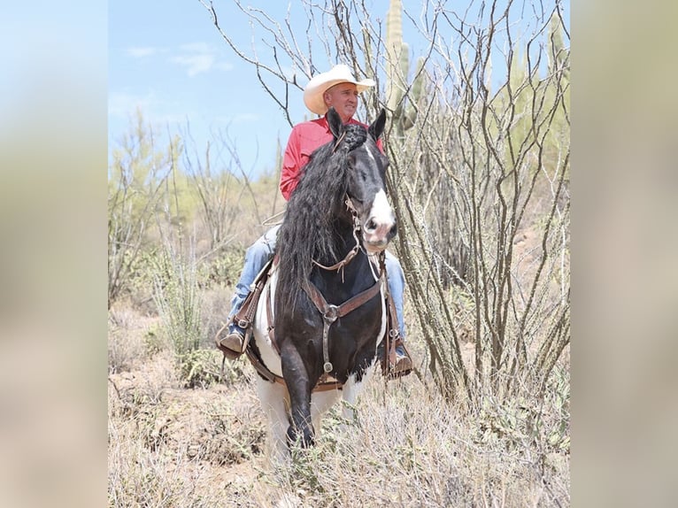 Tinker Ruin 10 Jaar 155 cm Gevlekt-paard in Howell