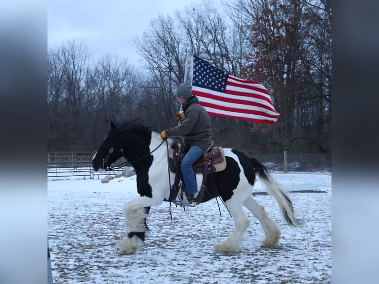 Tinker Ruin 10 Jaar 155 cm Gevlekt-paard in Howell