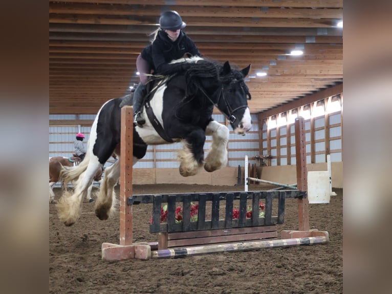 Tinker Ruin 10 Jaar 155 cm Gevlekt-paard in Howell