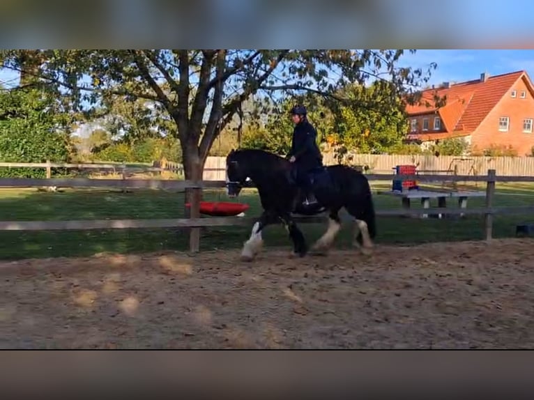 Tinker Ruin 10 Jaar 158 cm Zwart in PetershagenPetershagen