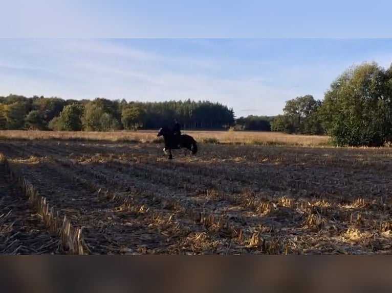 Tinker Ruin 10 Jaar 158 cm Zwart in PetershagenPetershagen