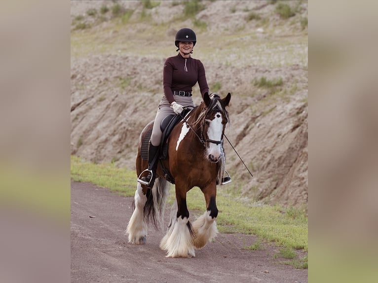 Tinker Ruin 10 Jaar Gevlekt-paard in Havre