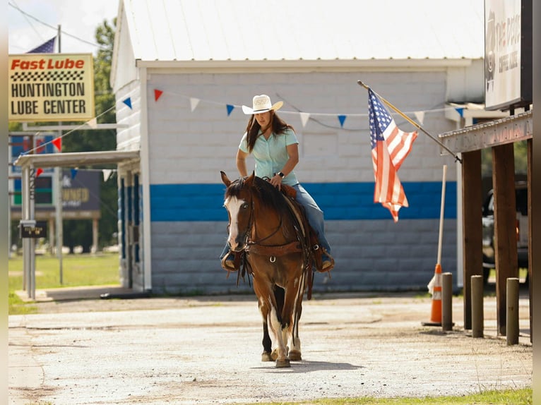 Tinker Ruin 10 Jaar Overo-alle-kleuren in Rusk TX