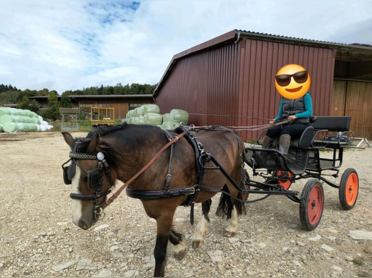Tinker Ruin 11 Jaar 135 cm Bruin in Bitz