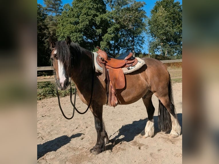 Tinker Ruin 11 Jaar 135 cm Bruin in Bitz