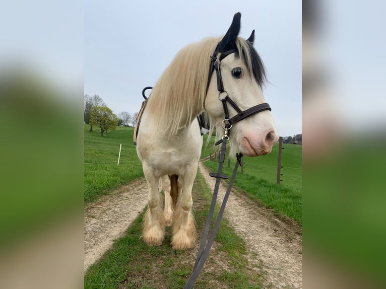 Tinker Ruin 11 Jaar 135 cm Schimmel in Langenfeld