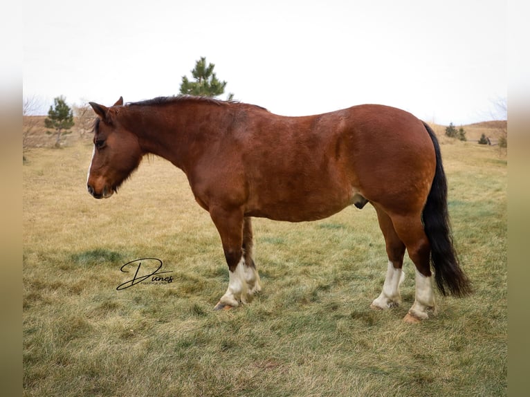 Tinker Mix Ruin 11 Jaar 140 cm Roan-Bay in Thedford