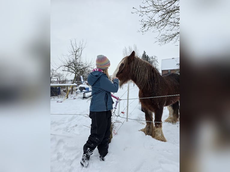 Tinker Ruin 11 Jaar 142 cm Donkere-vos in Celle