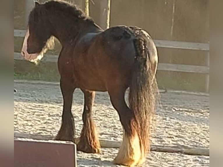Tinker Ruin 11 Jaar 145 cm Zwart in Böbrach