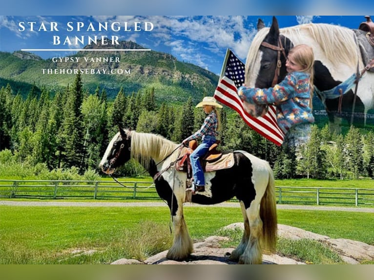 Tinker Ruin 11 Jaar 147 cm Tobiano-alle-kleuren in Cody, WY