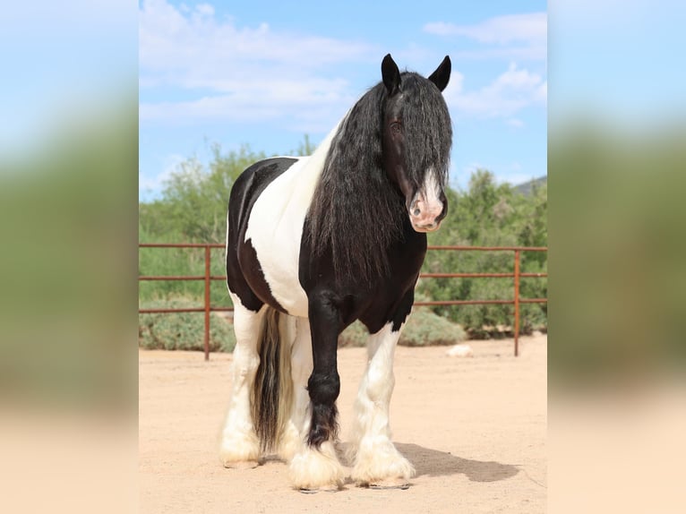 Tinker Ruin 11 Jaar 152 cm Gevlekt-paard in Cave Creek