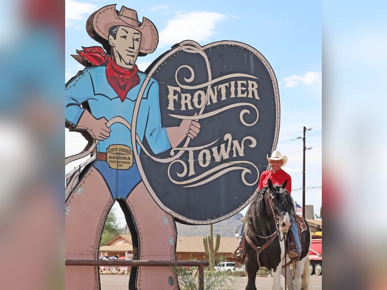 Tinker Ruin 11 Jaar 152 cm Gevlekt-paard in Cave Creek