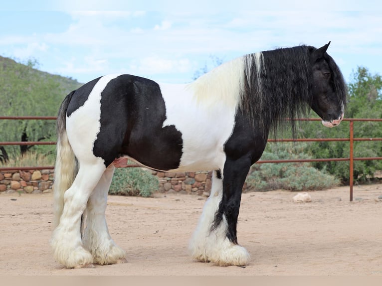 Tinker Ruin 11 Jaar 152 cm Gevlekt-paard in Cave Creek