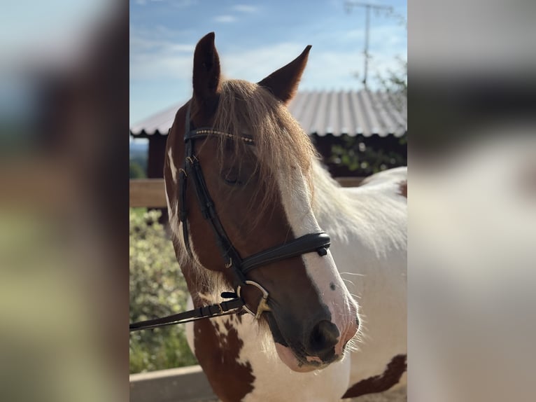 Tinker Ruin 11 Jaar 155 cm Gevlekt-paard in Iggingen