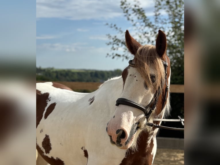 Tinker Ruin 11 Jaar 155 cm Gevlekt-paard in Iggingen
