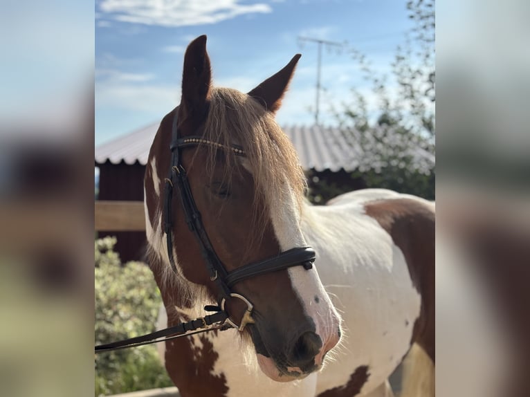 Tinker Ruin 11 Jaar 155 cm Gevlekt-paard in Iggingen