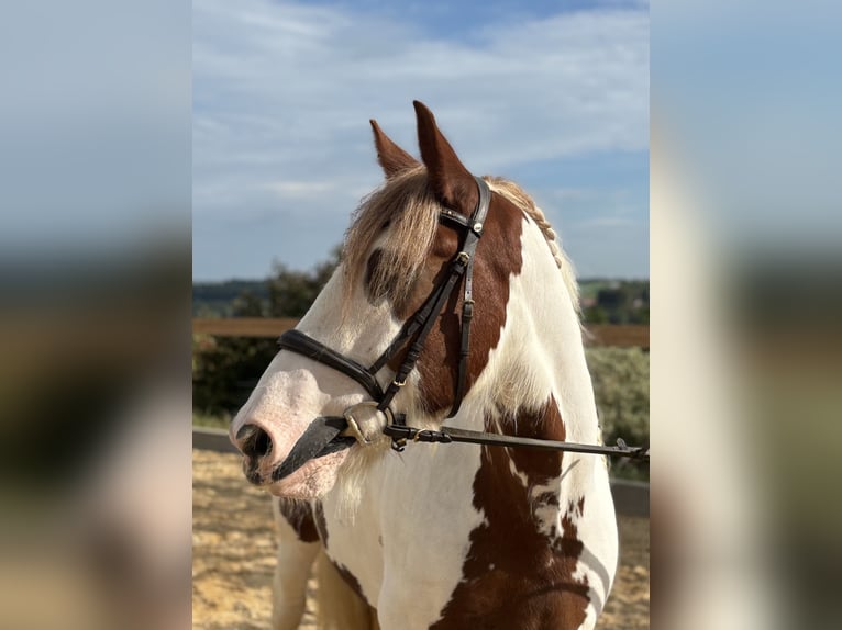 Tinker Ruin 11 Jaar 155 cm Gevlekt-paard in Iggingen