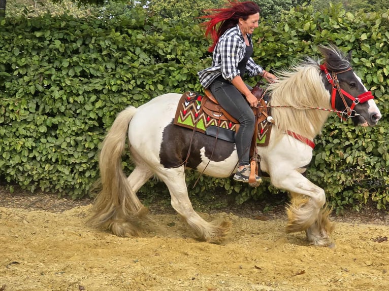 Tinker Ruin 11 Jaar 156 cm Gevlekt-paard in Linkenbach