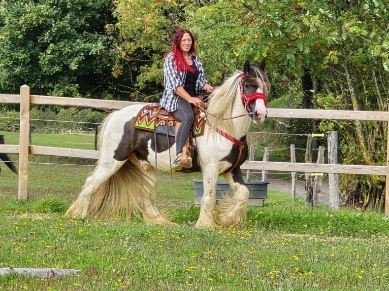 Tinker Ruin 11 Jaar 156 cm Gevlekt-paard in Linkenbach