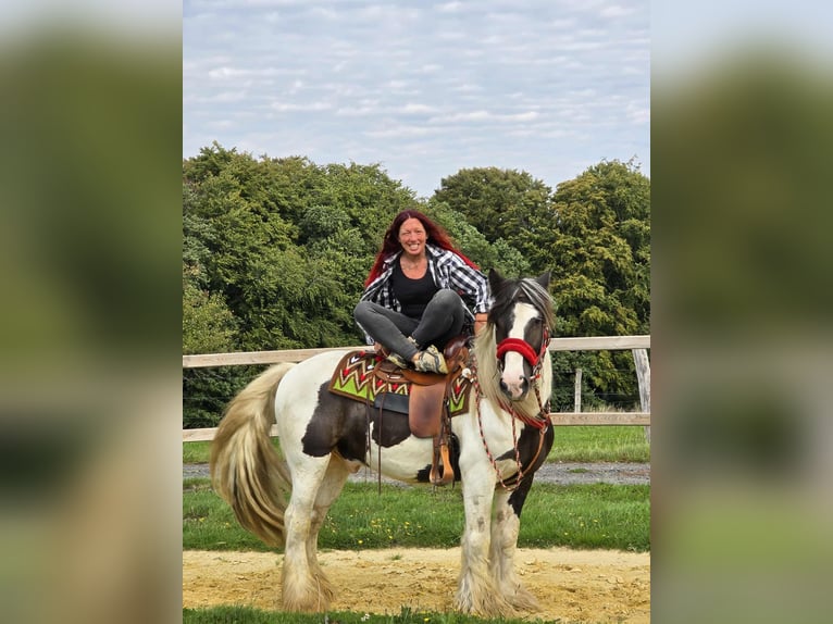 Tinker Ruin 11 Jaar 156 cm Gevlekt-paard in Linkenbach