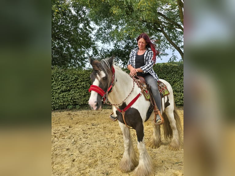 Tinker Ruin 11 Jaar 156 cm Gevlekt-paard in Linkenbach