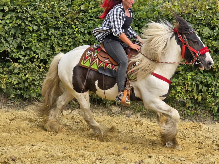 Tinker Ruin 11 Jaar 156 cm Gevlekt-paard in Linkenbach