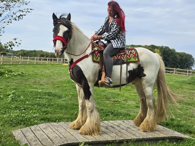 Tinker Ruin 11 Jaar 156 cm Gevlekt-paard in Linkenbach