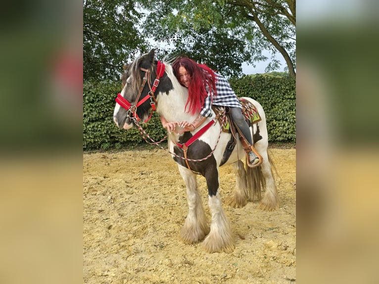 Tinker Ruin 11 Jaar 156 cm Gevlekt-paard in Linkenbach