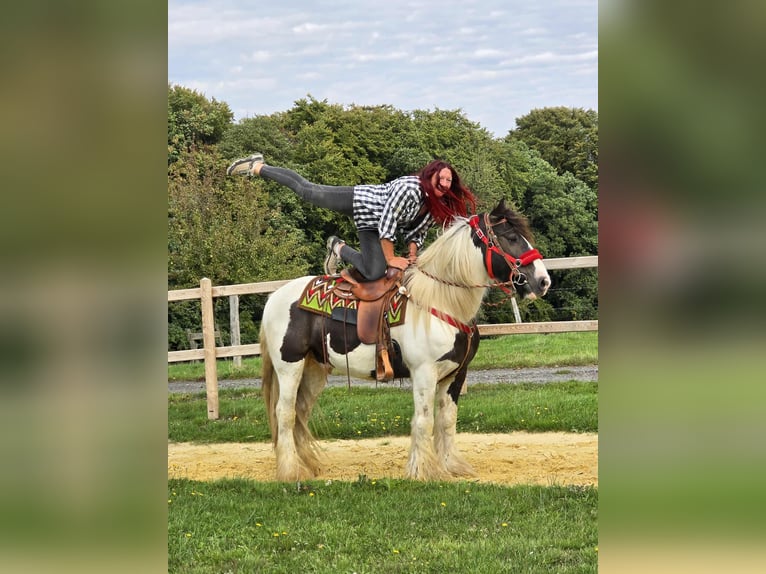 Tinker Ruin 11 Jaar 156 cm Gevlekt-paard in Linkenbach