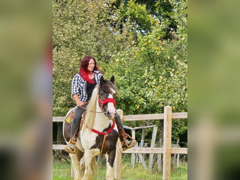 Tinker Ruin 11 Jaar 156 cm Gevlekt-paard in Linkenbach