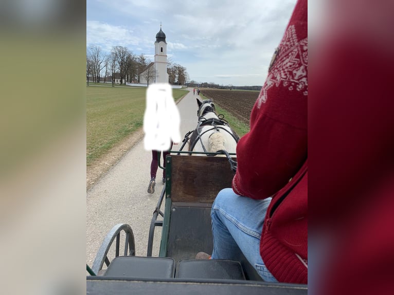Tinker Ruin 12 Jaar 135 cm Gevlekt-paard in Höhenkirchen-SiegertsbrunnSiegertsbrunn
