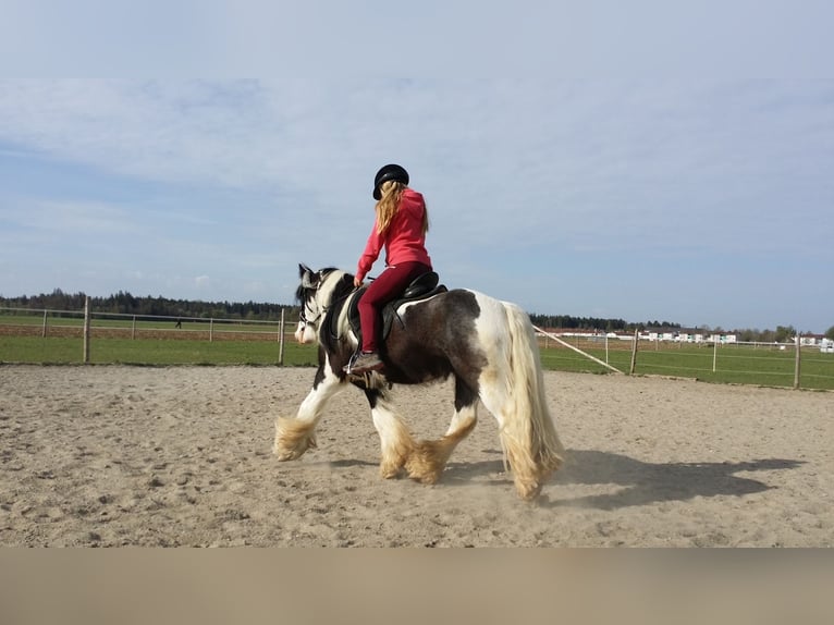 Tinker Ruin 12 Jaar 135 cm Gevlekt-paard in Höhenkirchen-SiegertsbrunnSiegertsbrunn