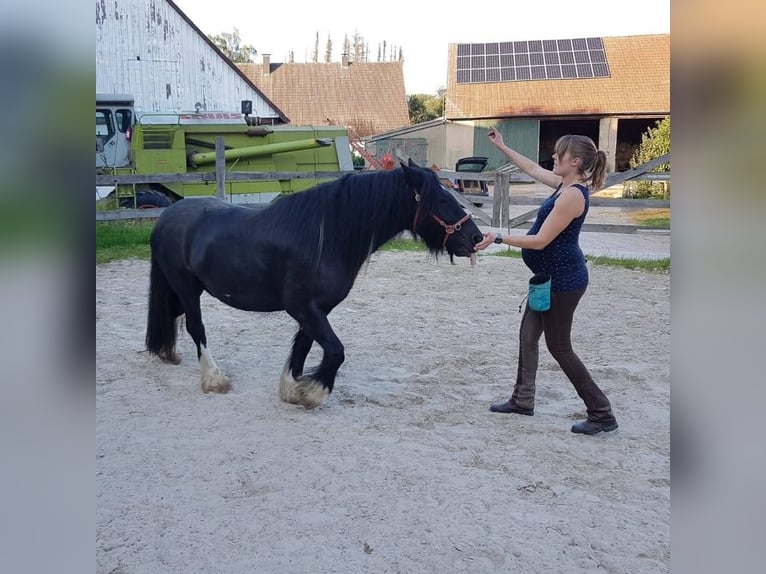 Tinker Mix Ruin 12 Jaar 142 cm Gevlekt-paard in Bielefeld