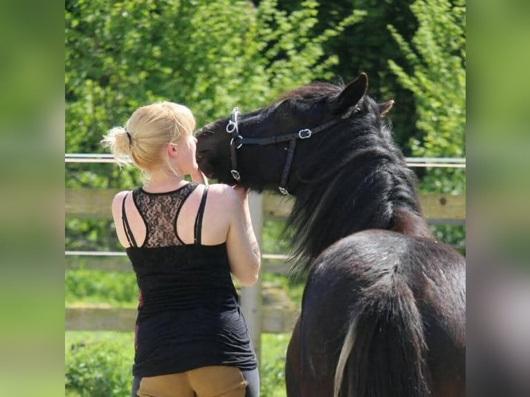 Tinker Mix Ruin 12 Jaar 142 cm Gevlekt-paard in Bielefeld