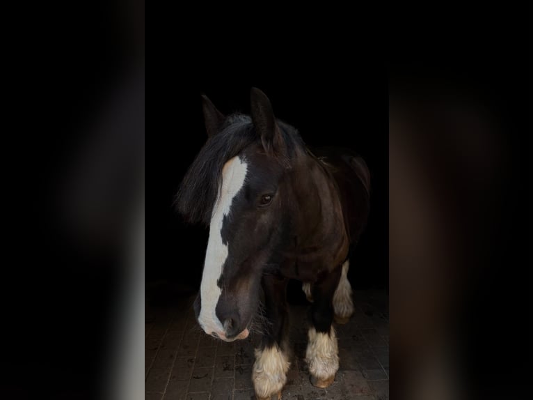 Tinker Ruin 12 Jaar 145 cm Zwart in Dötlingen