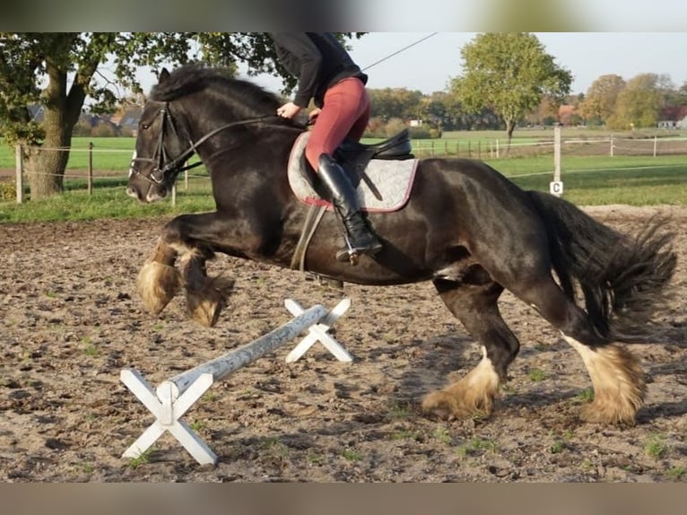 Tinker Ruin 12 Jaar 145 cm Zwart in Dötlingen