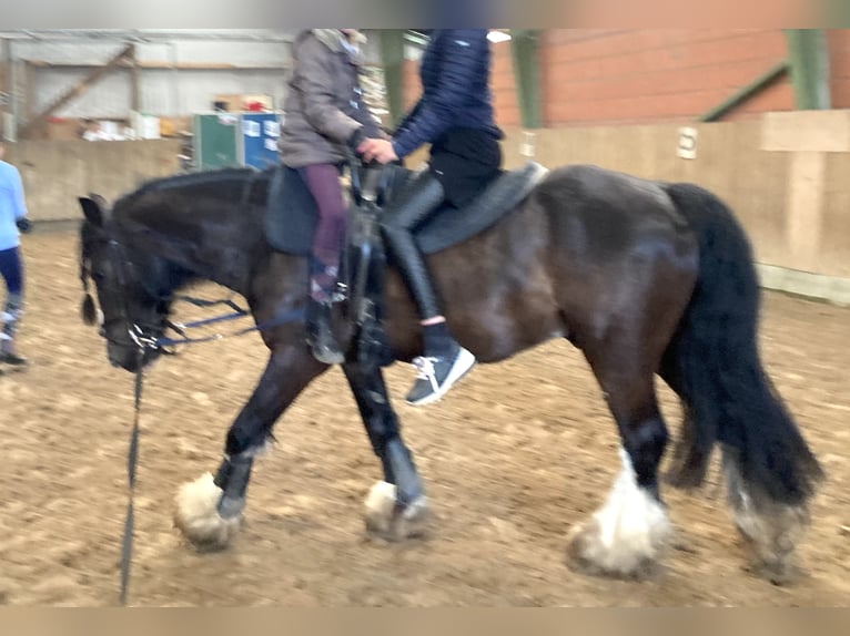 Tinker Ruin 12 Jaar 145 cm Zwart in Dötlingen