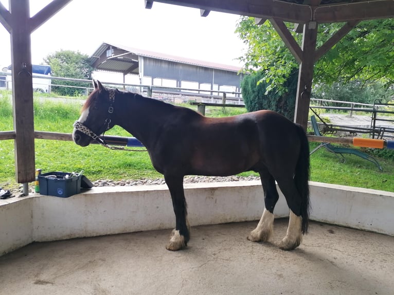 Tinker Mix Ruin 12 Jaar 150 cm Zwartbruin in Ravensburg