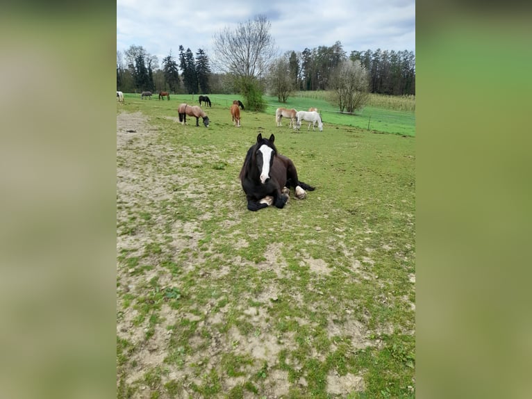 Tinker Mix Ruin 12 Jaar 150 cm Zwartbruin in Ravensburg