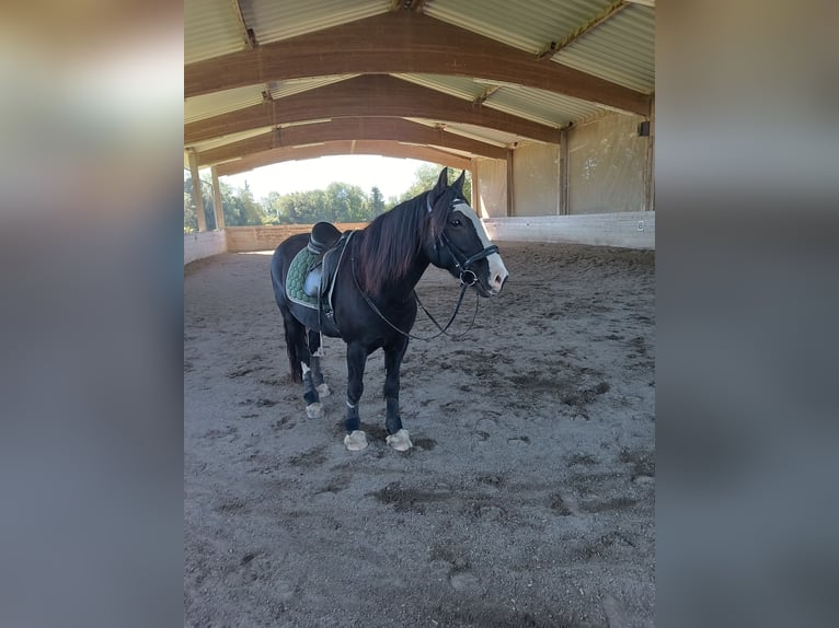 Tinker Mix Ruin 12 Jaar 150 cm Zwartbruin in Ravensburg
