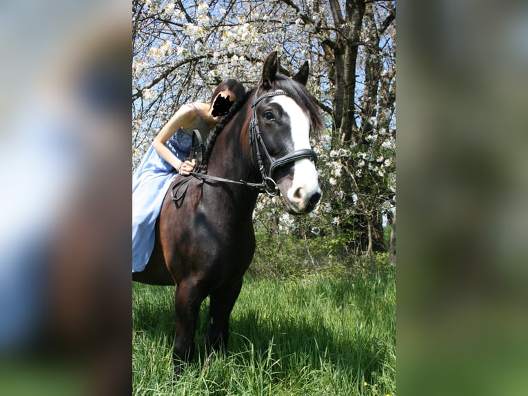 Tinker Mix Ruin 12 Jaar 150 cm Zwartbruin in Ravensburg