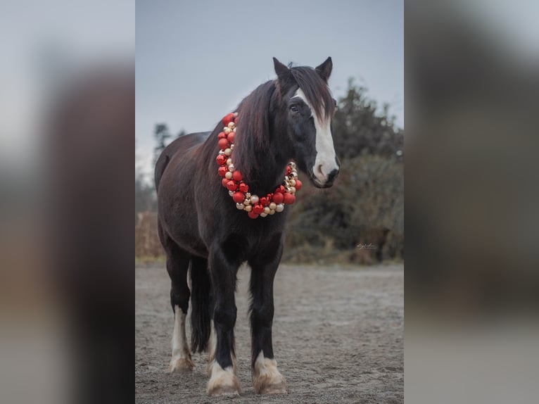 Tinker Mix Ruin 12 Jaar 150 cm Zwartbruin in Ravensburg