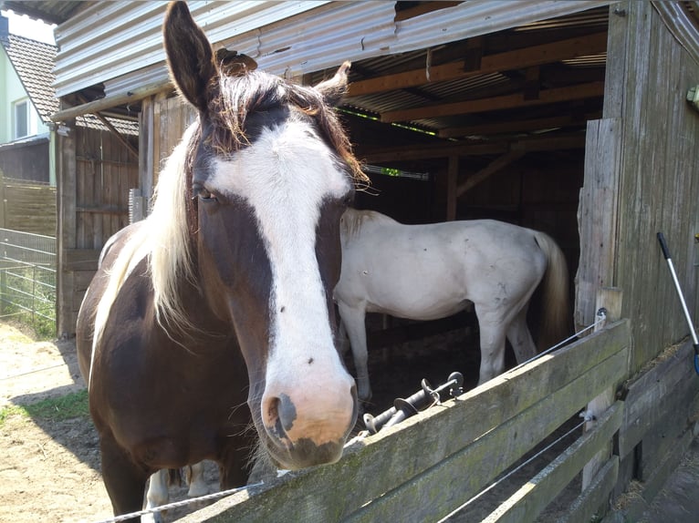 Tinker Mix Ruin 12 Jaar 153 cm Gevlekt-paard in Löwenberger Land