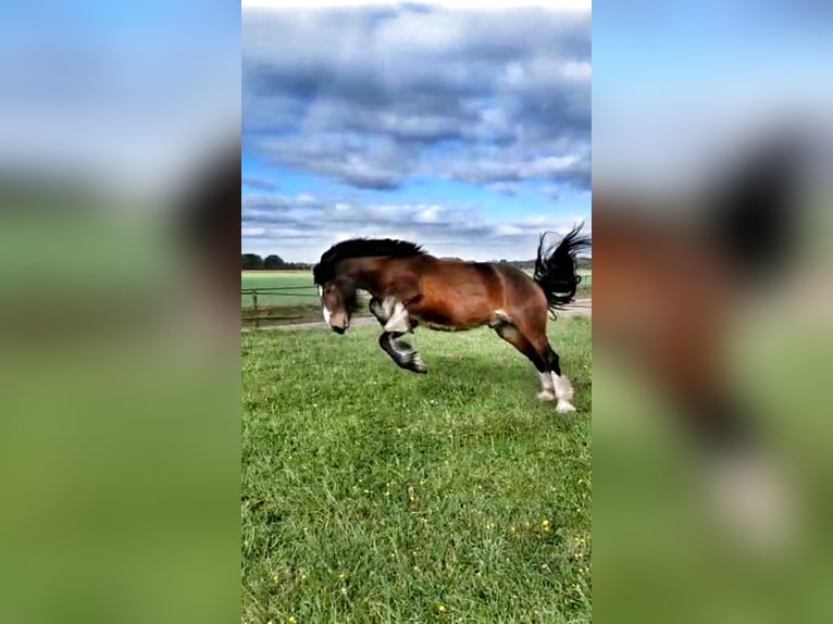 Tinker Ruin 12 Jaar 163 cm Bruin in Bellingwolde