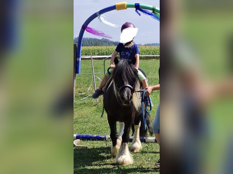 Tinker Ruin 13 Jaar 135 cm Gevlekt-paard in Lachen