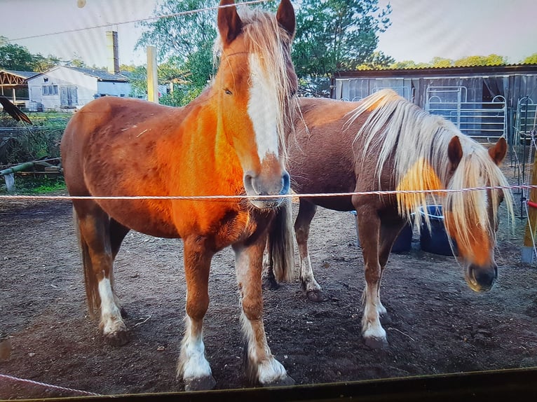 Tinker Mix Ruin 13 Jaar 136 cm Vos in Zerbst