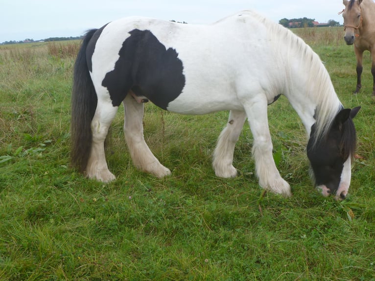 Tinker Ruin 13 Jaar 140 cm Gevlekt-paard in Butjadingen