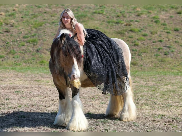 Tinker Ruin 13 Jaar 142 cm Gevlekt-paard in Beaver Springs